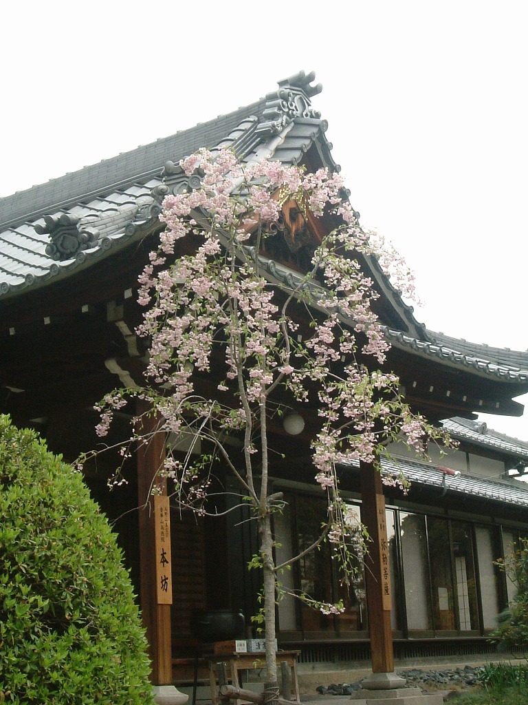 委縮した枝垂れ桜 お寺で一番の紅枝垂れ桜が 高徳院